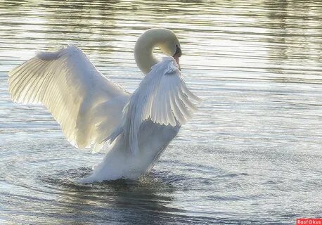 Wet angel