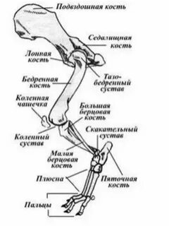 Нога у животных как называется