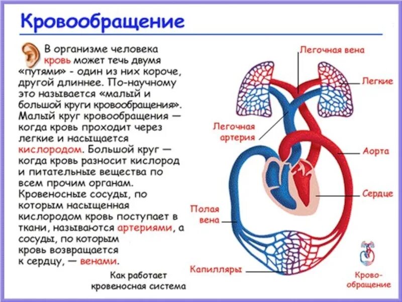 Система кровообращения 3 класс. Круги кровообращения человека анатомия схема. Малый и большой круг кровообращения человека схема. Циркуляция крови в организме человека схема.