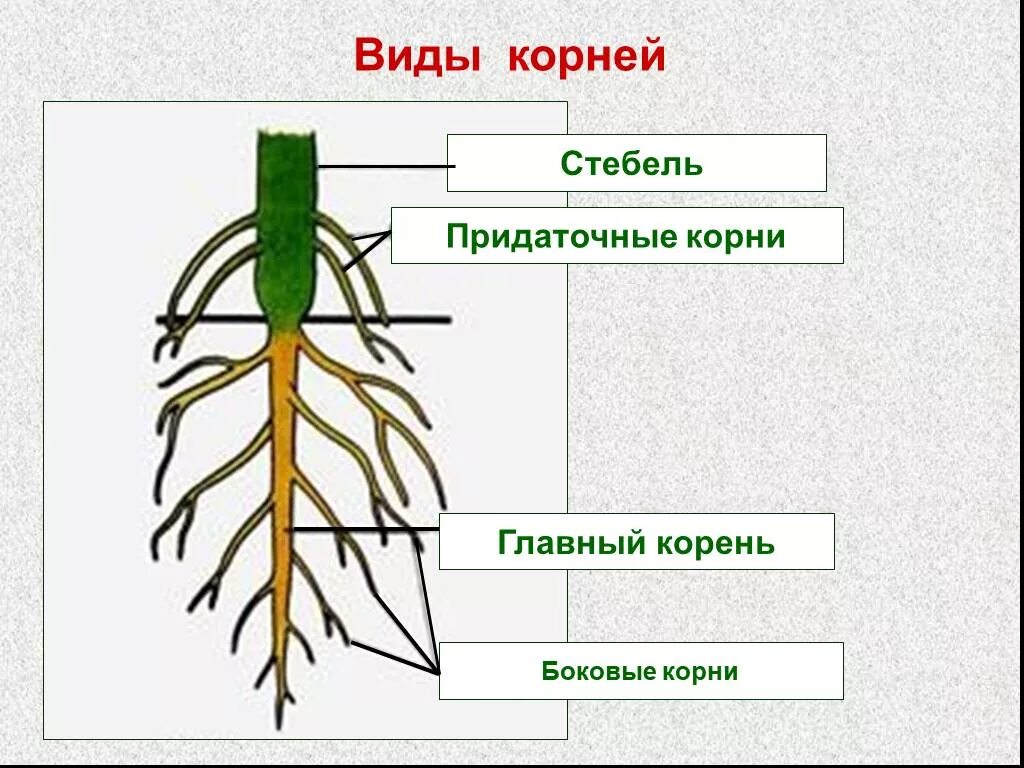 Придаточные корни на листе. Строение корня придаточные корни. Строение . Функции . Типы корневых систем. Внешнее и внутреннее строение корня.