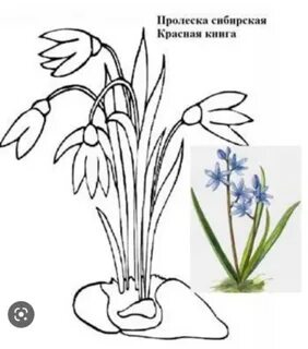Нарисовать растения и животные из красной книги