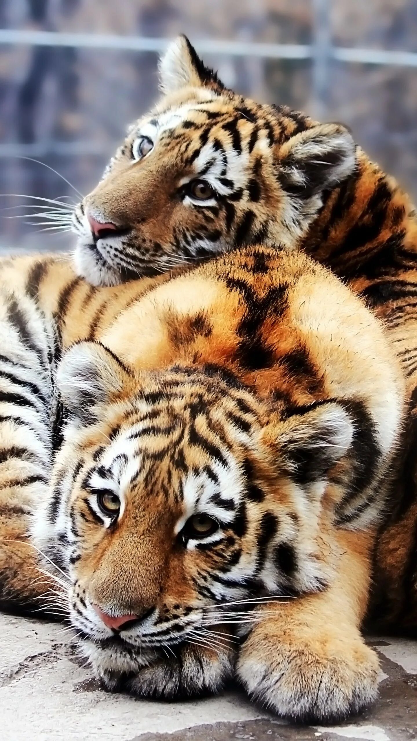 Тигр. Красивый тигр. Тигр и тигрица. Шикарный тигр.