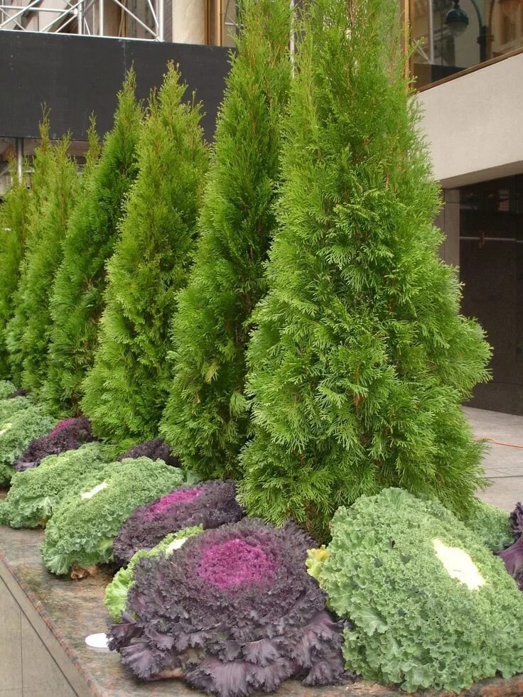 Landscaping for the front of the house? Front house landscaping, Shrubs for land