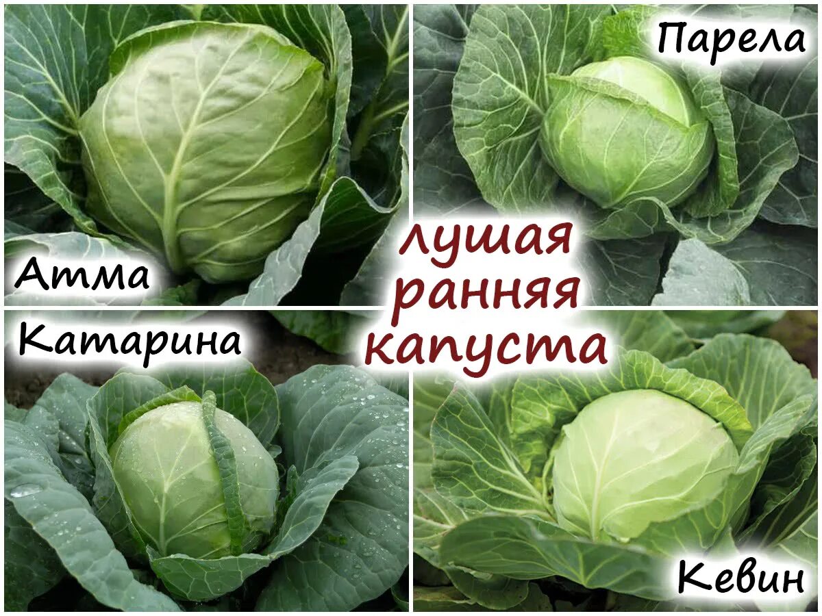 Как выглядит ранняя капуста. Сорта капусты. капуста ранняя. ранняя капуста сорта. хороший сорт ранней капусты белокочанной.
