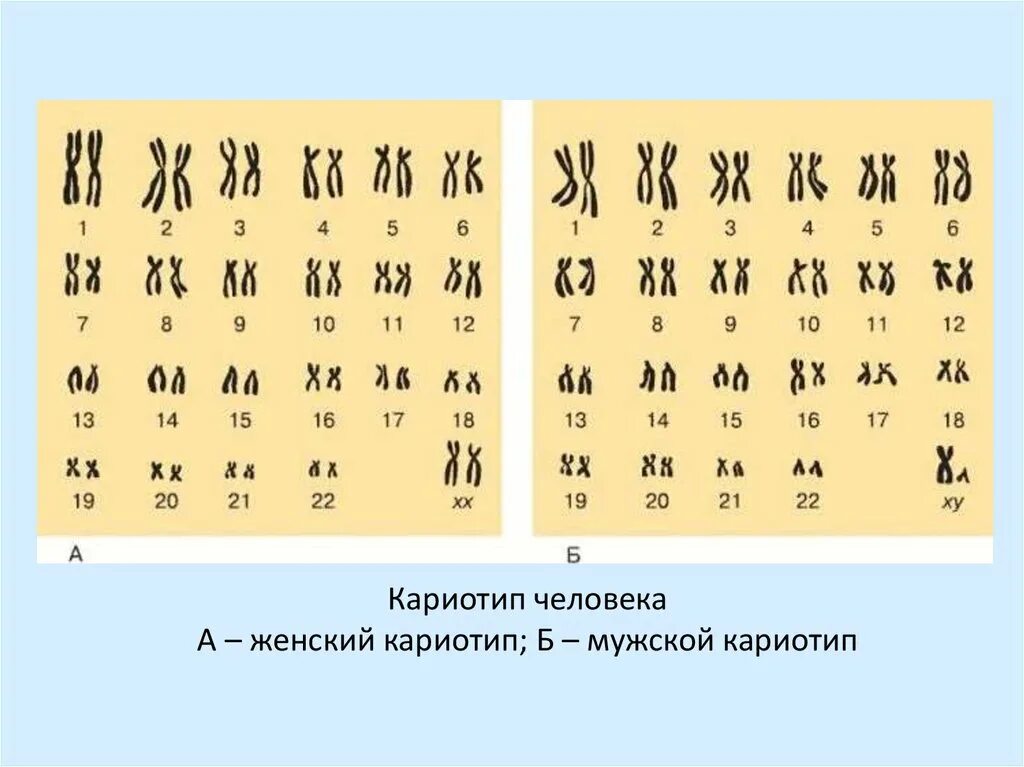 Кариотип человека определяют