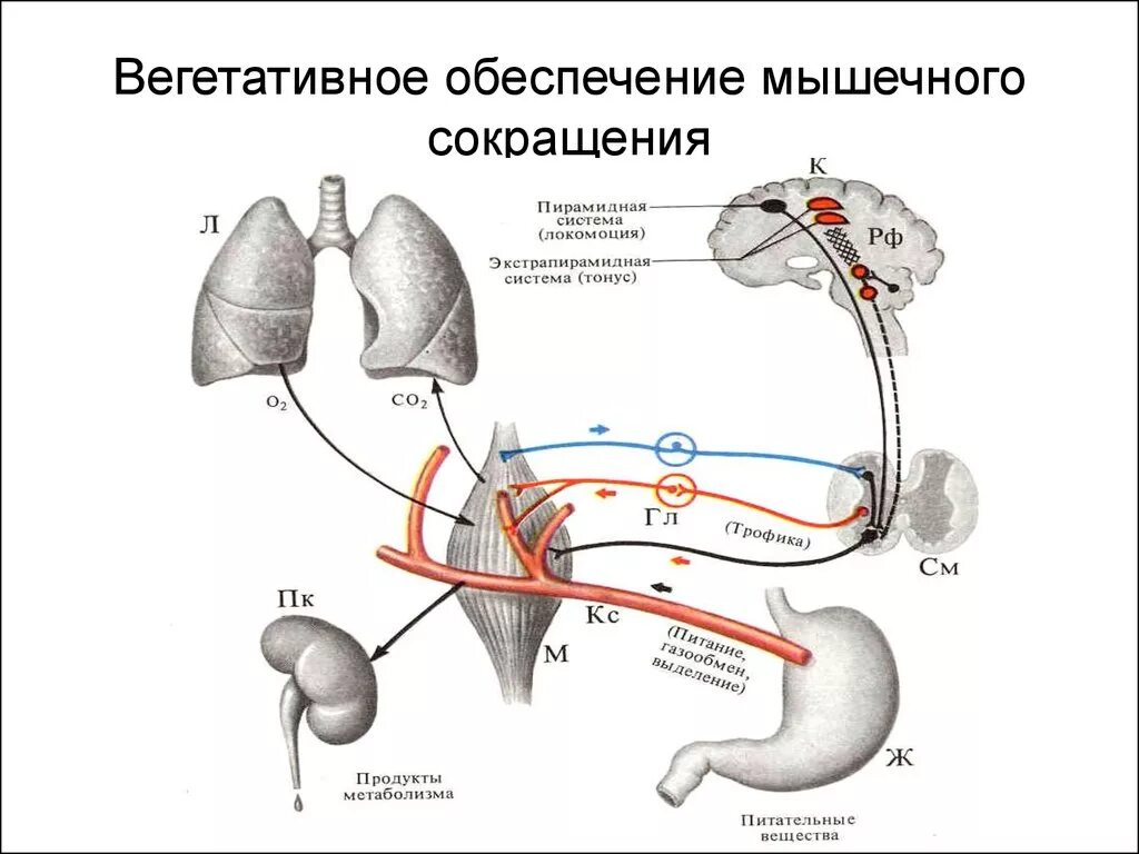 Регуляция деятельности скелетных мышц. Система вегетативного обеспечения мышечной деятельности. вегетативное обеспечение двигательной деятельности. рефлекторная регуляция соматических функций. рефлекторная регуляция вегетативных функций.