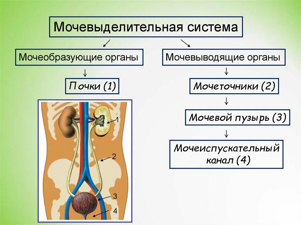 Мочевыделительная система мочеиспускательный канал. Строение мочевыделительной системы. Схема строения мочевыделительной системы человека. Выделительная система человека анатомия. Органы входящие в выделительную систему человека