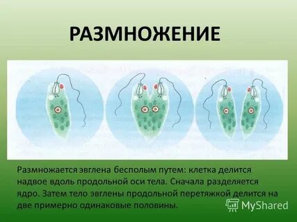 Сначала делится