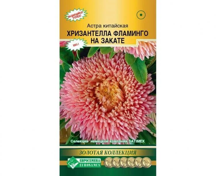 Хризантелла фламинго на закате. Хризантелла фламинго на закате