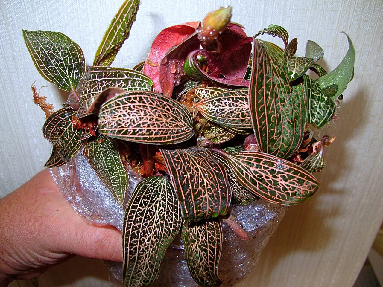 Драгоценные орхидеи виды и фото Орхидея Лудизия уход в домашних условиях, фото цветка, виды и пересадка