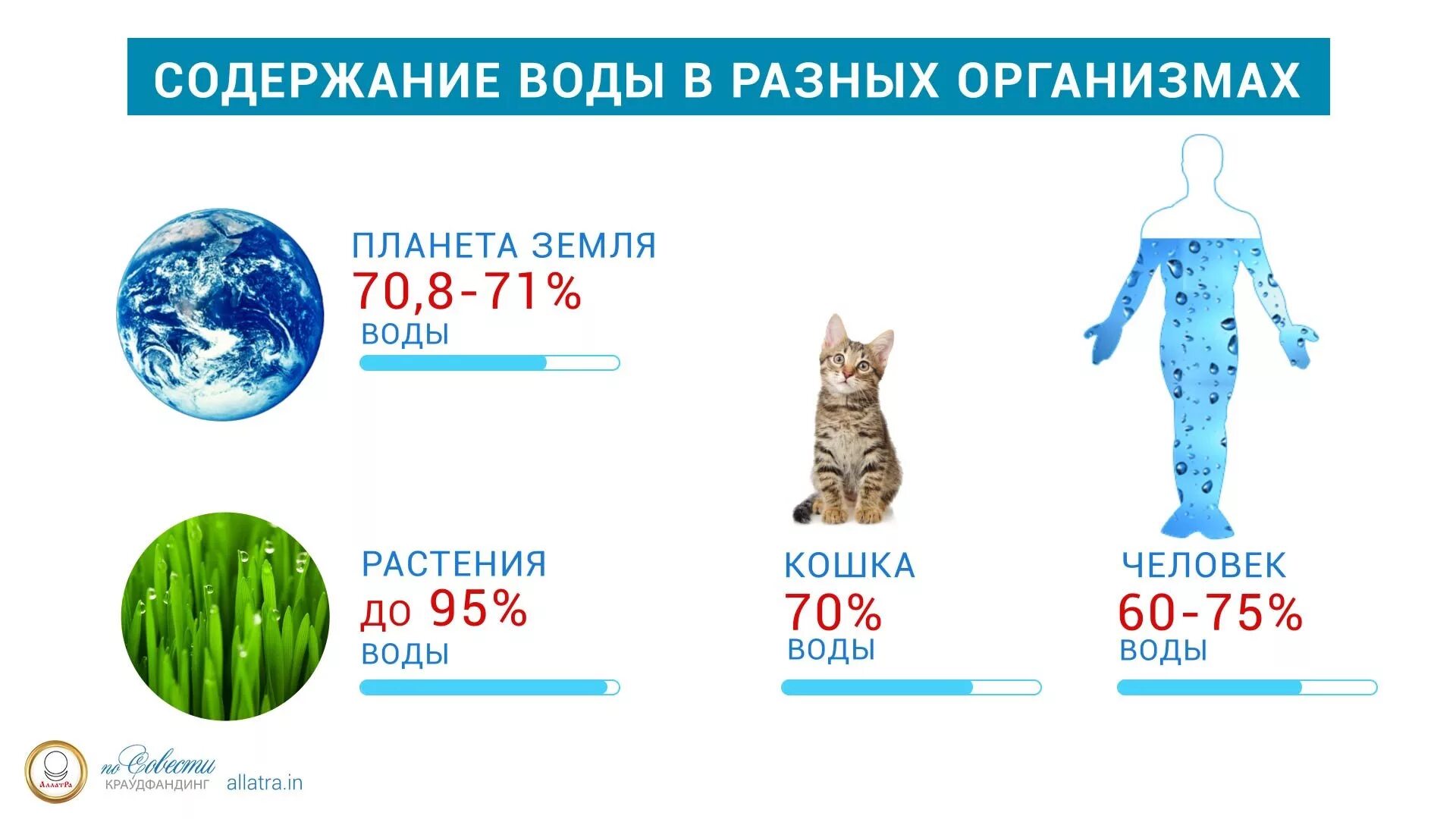 Обходятся без воды дольше всех. Содержание воды в организме. Организм человека состоит из воды. На сколько человек состоит из воды. Процентное содержание воды в организме.