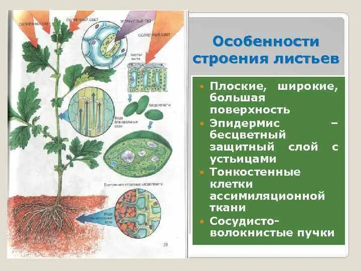 Строение листа фотосинтез. Как происходит фотосинтез у растений. Схема фотосинтеза у растений. Приспособления листьев. Растения города 7 класс биология конспект