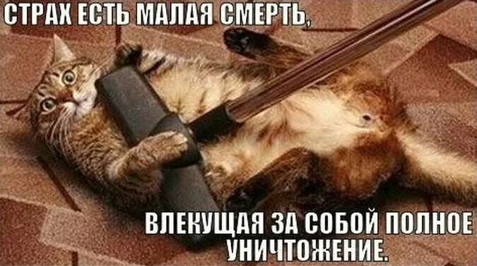 Умирающий кот мем. Кот и пылесос. кот и пылесос мем.