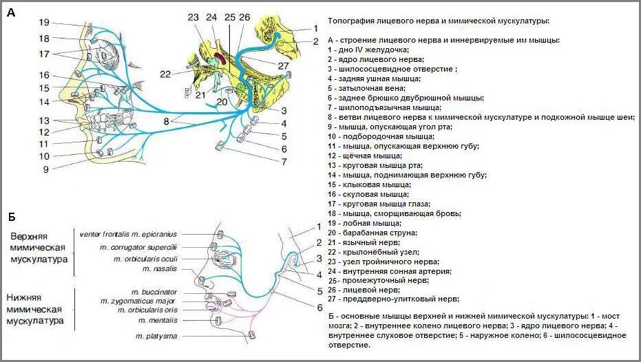 Топография лицевого нерва схема. Схематическое изображение топографии ветвей лицевого нерва. Схема иннервации лицевого нерва. Лицевой нерв строение неврология.