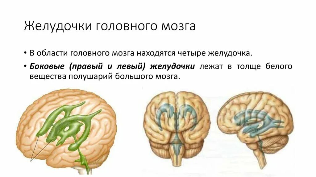 Желудочки головного мозга головного мозга. Боковые желудочки головного мозга 3 д. Желудочки головного мозга функции. Желудочковая система головного мозга анатомия. Правый желудочек головного