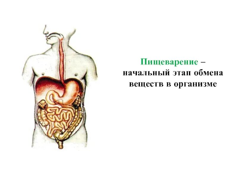 Презентация этапы пищеварения. Физиологические процессы пищеварения. Метаболизм и пищеварение. Лекторий план. Обмен веществ.