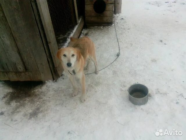 Русские гончие Удмуртии. Авито Удмуртия собаки. Купить щенка гончей в Удмуртии на авито. Продажа гончих собак на авито Пензенская область свежие. Куплю рабочую русскую гончую авито