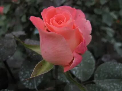 Prestige rose
