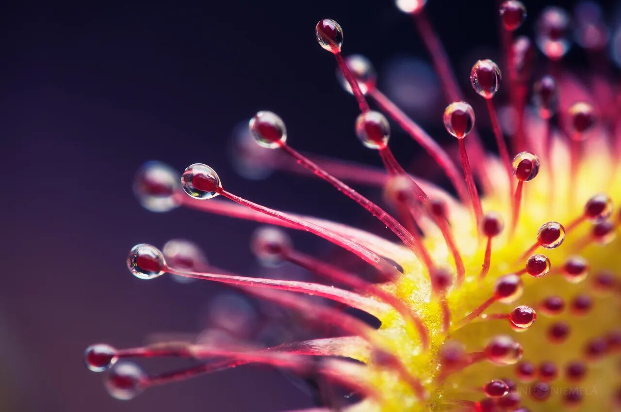 Macro