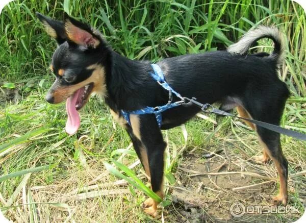 Пражский крысарик породы комнатно-декоративных собак. Той терьер плюсы и минусы. Порода той терьер плюсы и минусы. Порода той терьер плюсы и минусы. Английский той терьер плюсы и минусы.