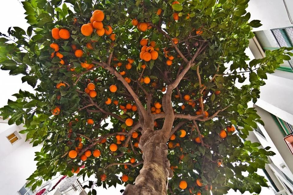Апельсин растет на дереве