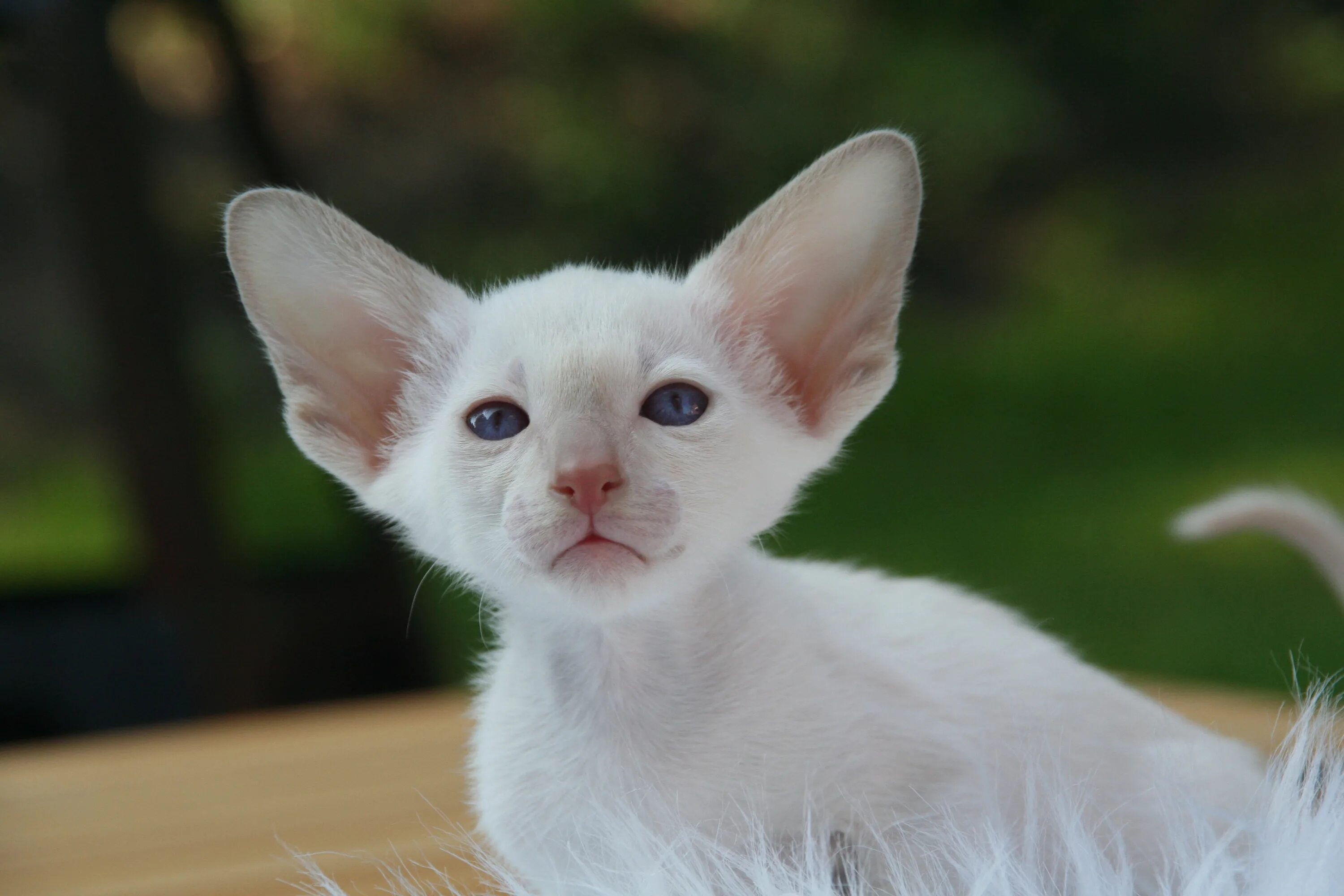 Ориентал кошка белая. Порода Ориентал Добби. Ориентал белый сиамский. Ушастый кот порода Ориентал.