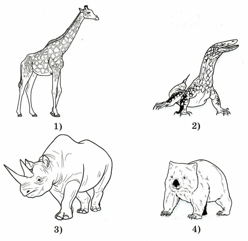 Животные африки 4 класс окружающий мир впр. На рисунках представлены изображения животных. Животные Африки ВПР. Рисунки животных субтропиков. Животные субтропиков нарисовать.