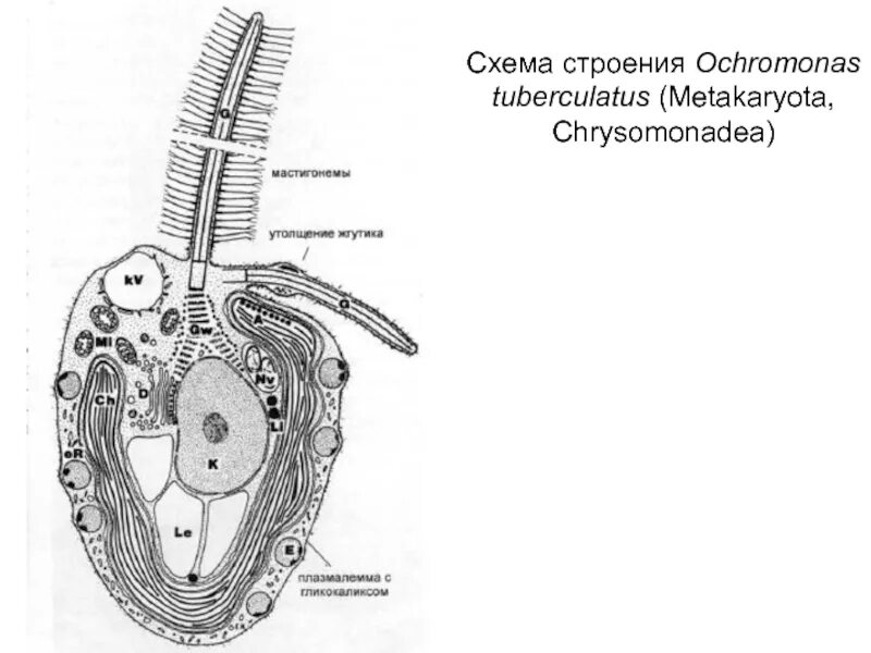 Схема строения c. Схема строения. ag схема строения. схема строения ca. xros схема строения.