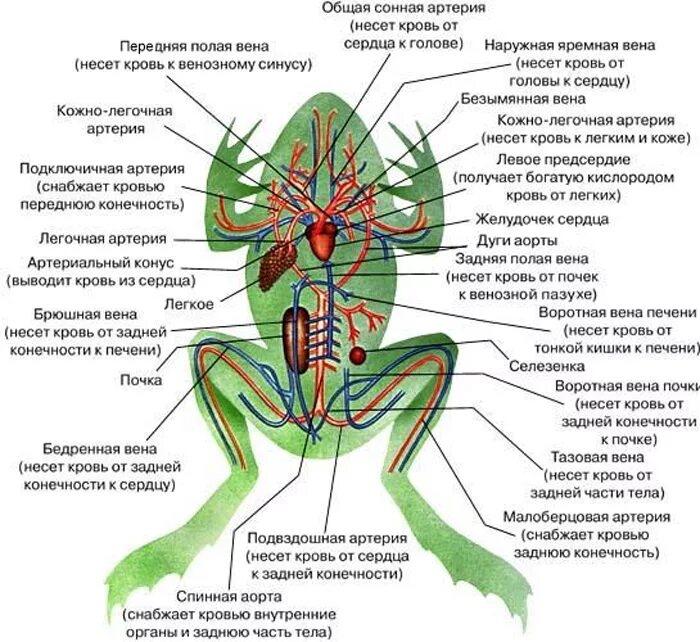 Схема артериальной системы лягушки. Внутреннее строение лягушки системы. Схема кровеносной системы лягушки. Схема строения кровеносной системы лягушки.