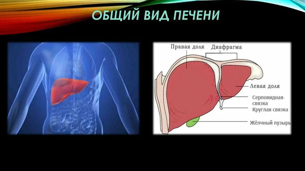 С какой стороны печень у человека. Правая доля печени. Правая и левая доли печени. Правая доля печени увеличена.