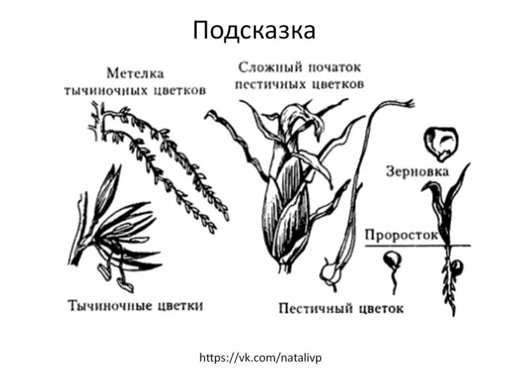 Особенности внешнего строения кукурузы. Строение цветка кукурузы. строение соцветия початок. строение цветка початок. строение цветков кукурузы.