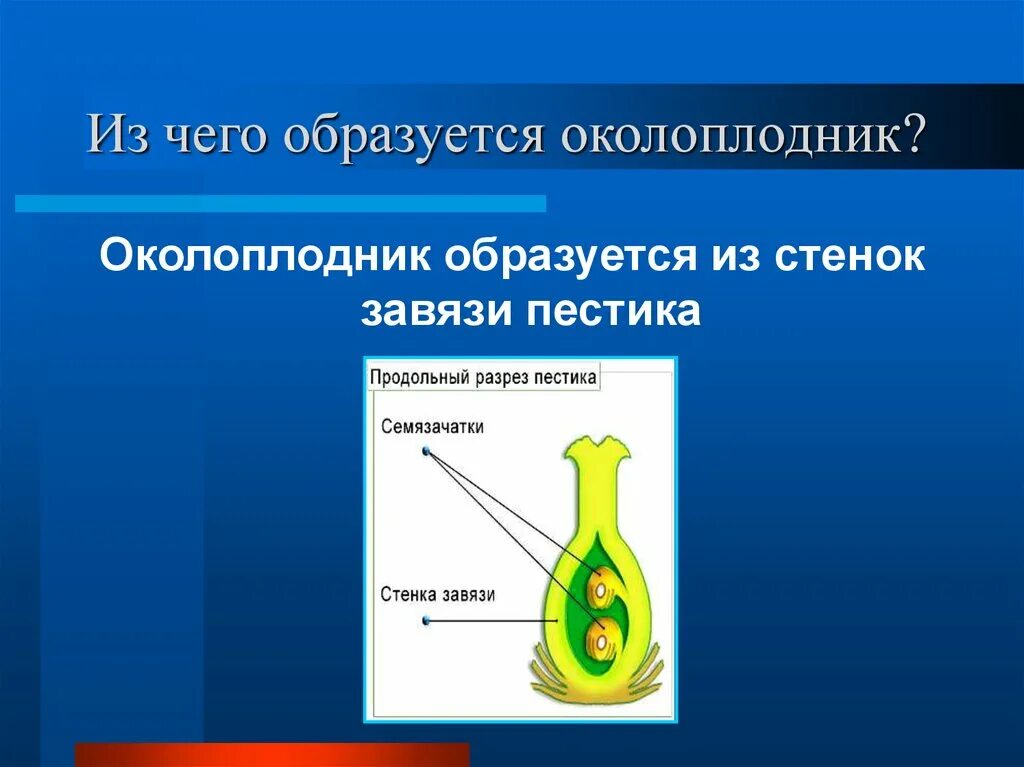 Околоплодник образуется из. Околоплодник образуется из стенок завязи. Стенки завязи пестика. Диз чего образуется околоплодник. Околоплодник плода образуется из