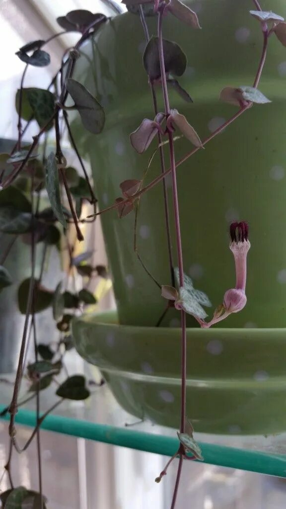 Ceropegia sandersonii Fiori esotici, Fiori insoliti, Piante grasse in vaso