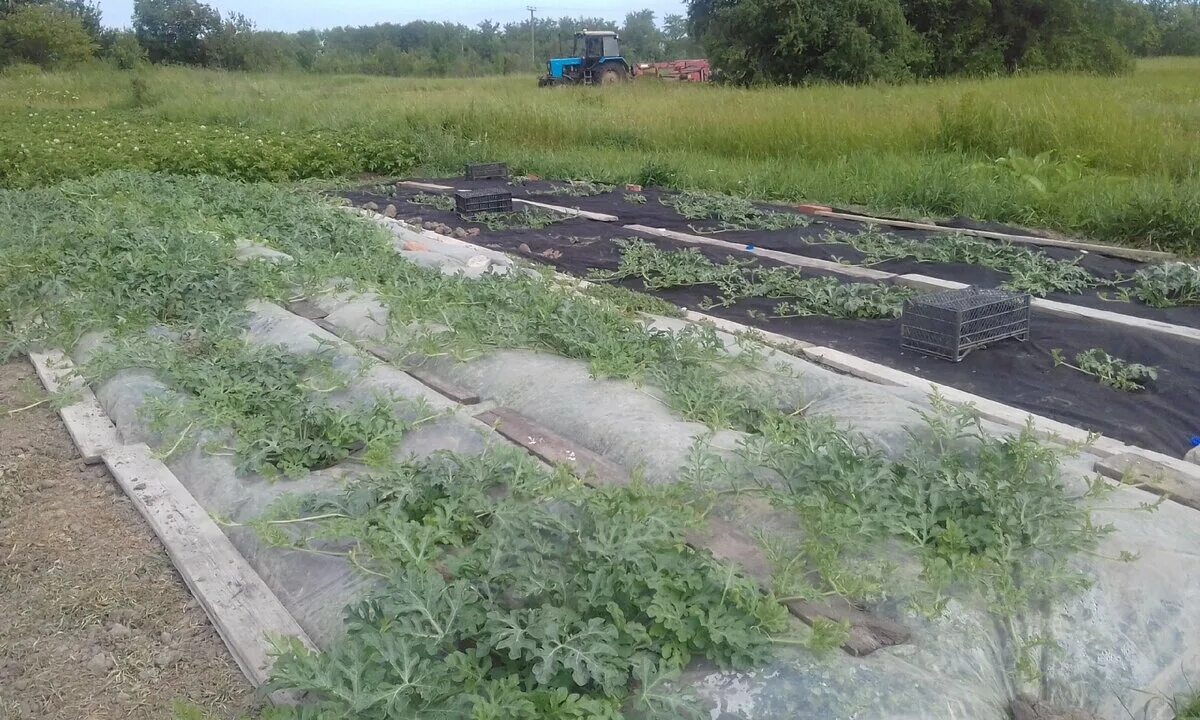 Грядка под арбузы. Агроткань под арбузы. Арбуз под пленкой. Высокие грядки под арбузы. Арбузы под пленкой