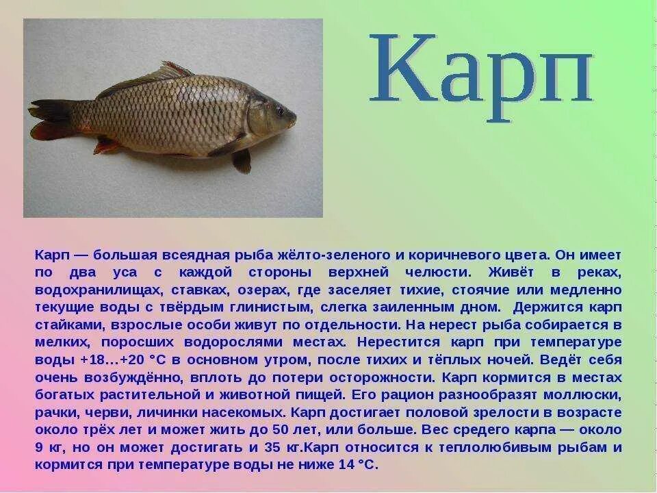 Доклад про рыб. Сообщение на тему рыбы. Описание любой рыбы. Рассказ о рыбе. Карп класс рыбы