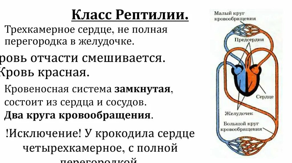 Большой круг кровообращения у рептилий. Схема большого круга кровообращения рептилии. Кровеносная система рептилий схема кругов кровообращения. Круги кровообращения пресмыкающихся схема. Круги кровообращения у крокодила