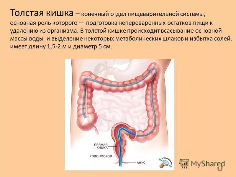 Интенсивное всасывание. Всасывание воды происходит в. всасывание воды в толстом кишечнике. вода всасывается в толстом кишечнике. всасывание вроы происходит в.