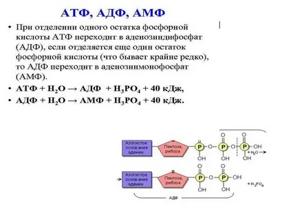 Пентоза атф