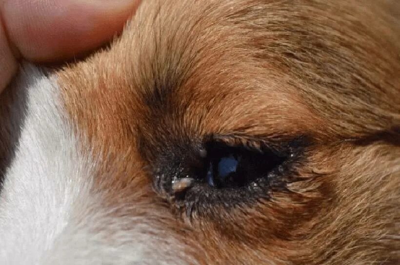 У щенка текут глаза. Гнойный конъюнктивит у собак. Аллергический конъюнктивит у собак.