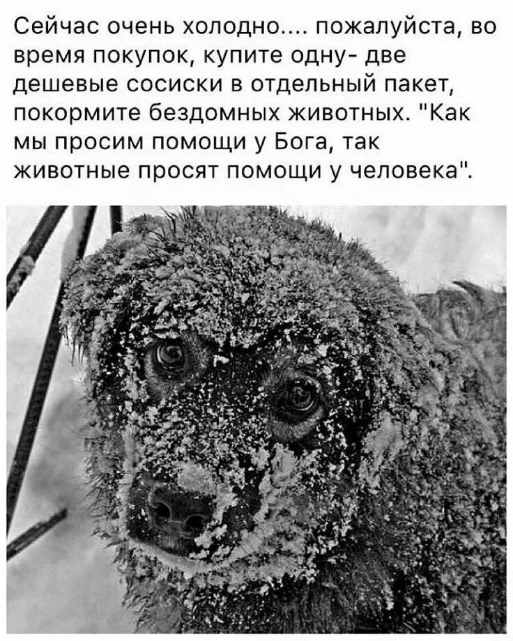 Почему животным тепло