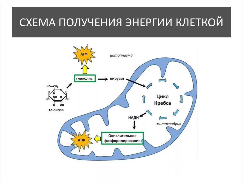 Атф аккумулирует энергию. Цикл в митохондриях. Синтез АТФ В митохондрии клетки.