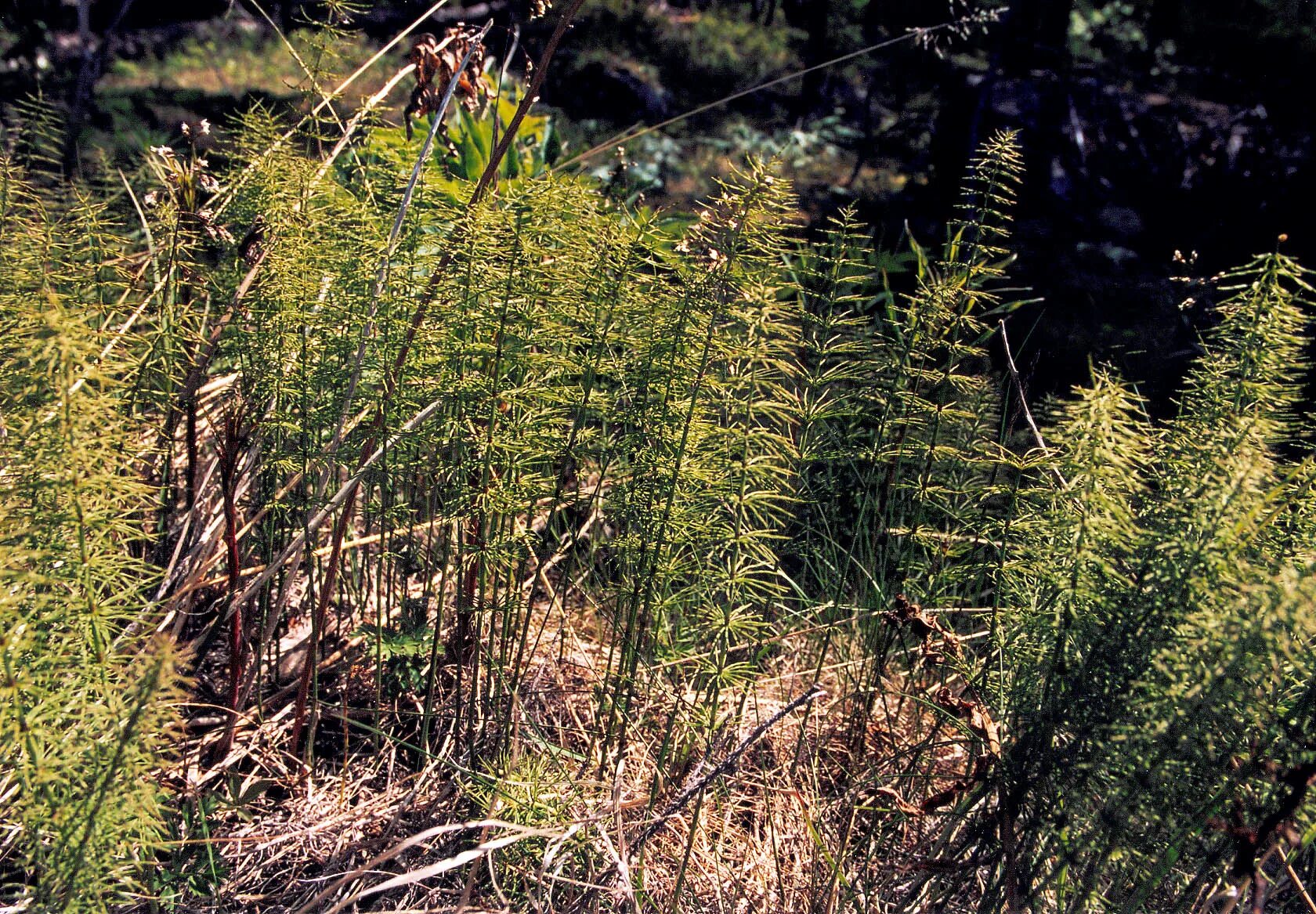 хвощевидные растения девон. хвощи древние растения. хвощи древние растения. хвощ гигантский equisetum giganteum. хвощ полевой.