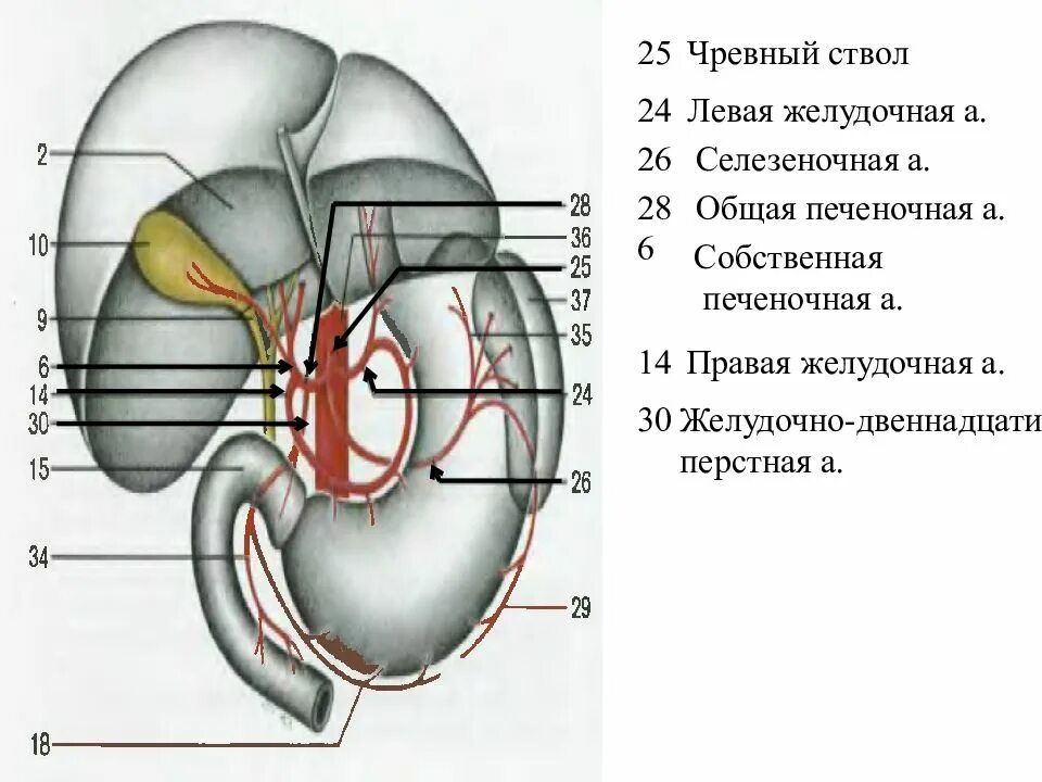 Аорта чревный ствол анатомия. Синтопия чревного ствола. Чревный ствол брюшной аорты анатомия. Схема ветвления чревного ствола.