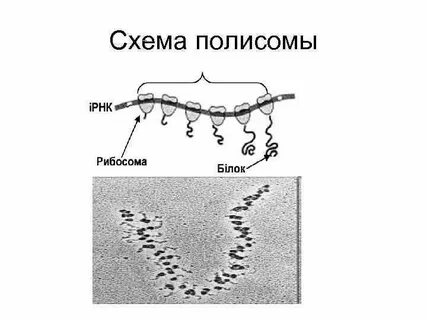 Полисома