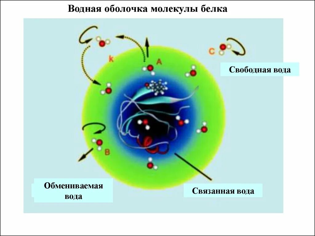 Белки белки воды воды. Вода связанная с белками. Водная оболочка белка. Оболочка молекулы белка. Водяная оболочка вода.