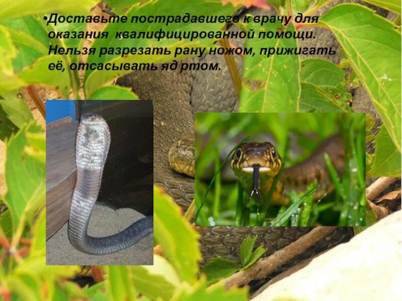 Содержится в яде змеи 6. Укусы ядовитых змей и насекомых. высасывают яд от укуса змеи. укусы змей и членистоногих.