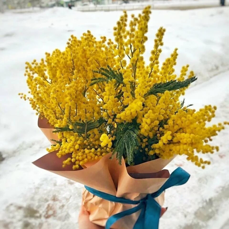 Сама мимоза. Мимоза тайская. мимоза белая цветок. весенние цветы мимоза. мимоза желтая цветок.
