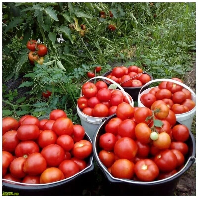 How to Avoid Common Mistakes Growing Tomatoes in Containers Growing vegetables, 