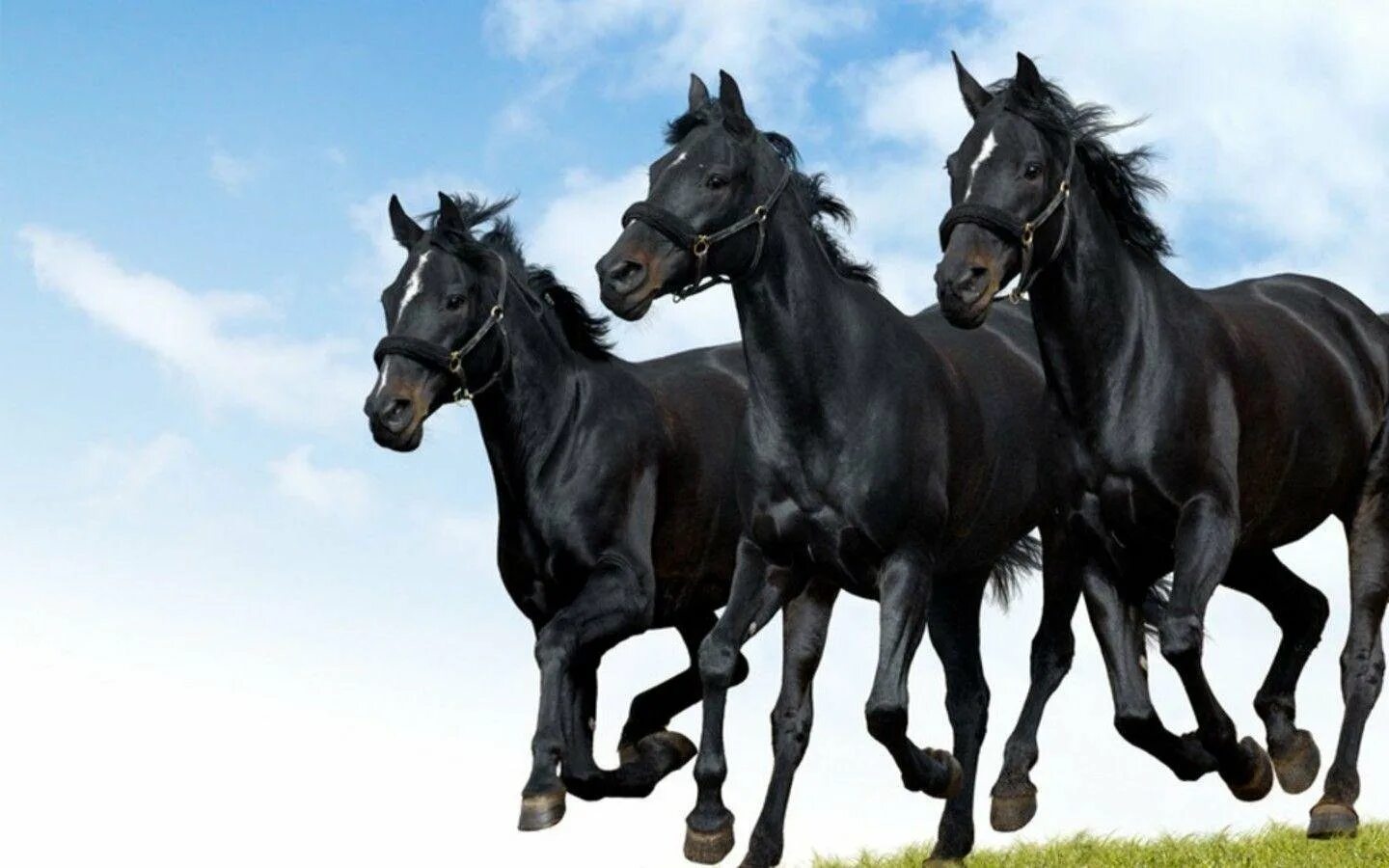 Лошадь 3 месяца. Кабардинская порода лошадей. Шагди порода лошадей. Черная лошадь Кабардинской породы. Вороной конь Кабардинской породы.