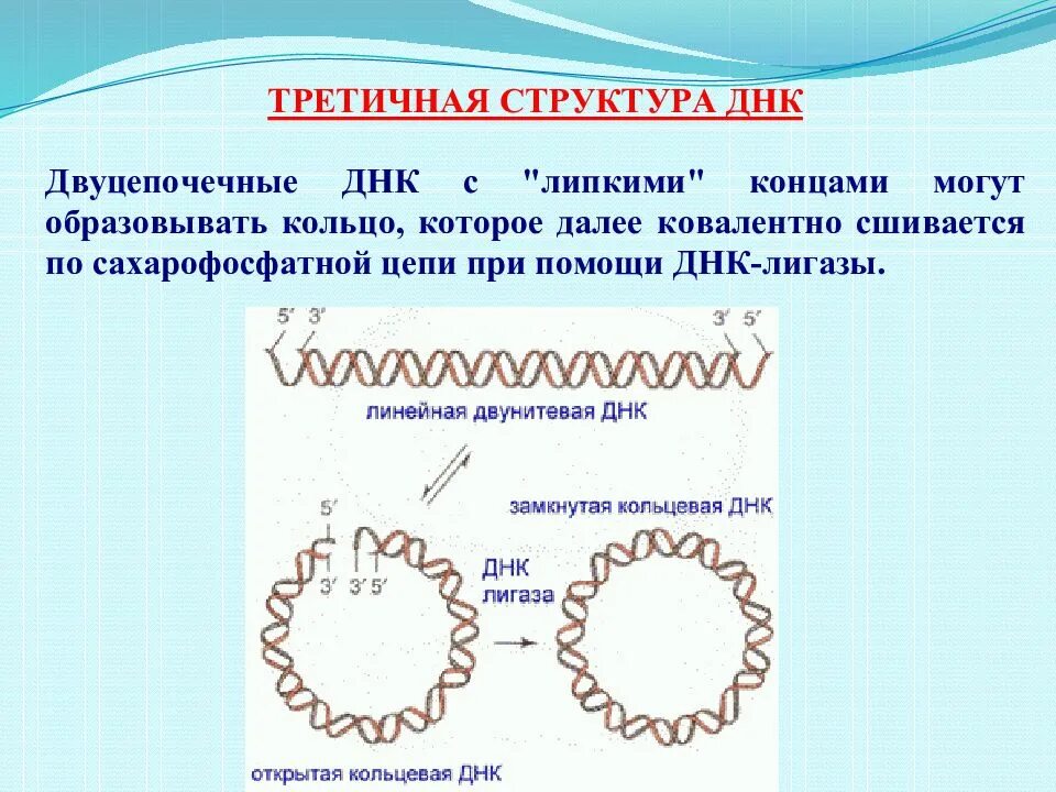 Днк кольцевая расположена. Третичная структура ДНК. Кольцевая ДНК. Первичная вторичная и третичная структура ДНК. Линейная структура ДНК.